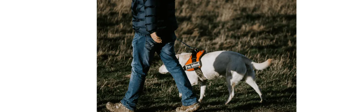 The Sight Collective