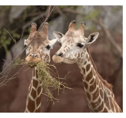 Penguins & Puffin Coast