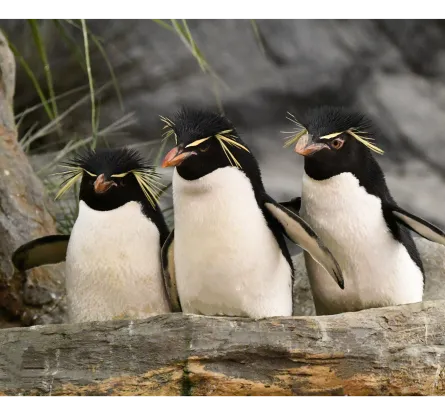 Giraffe Feeding at Red Rocks